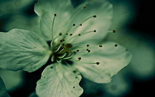 green and blue 5-petaled flower