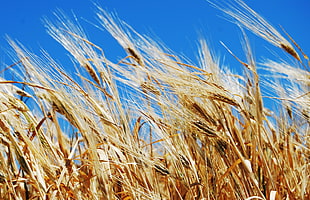 photography of wheat field, mykonos HD wallpaper