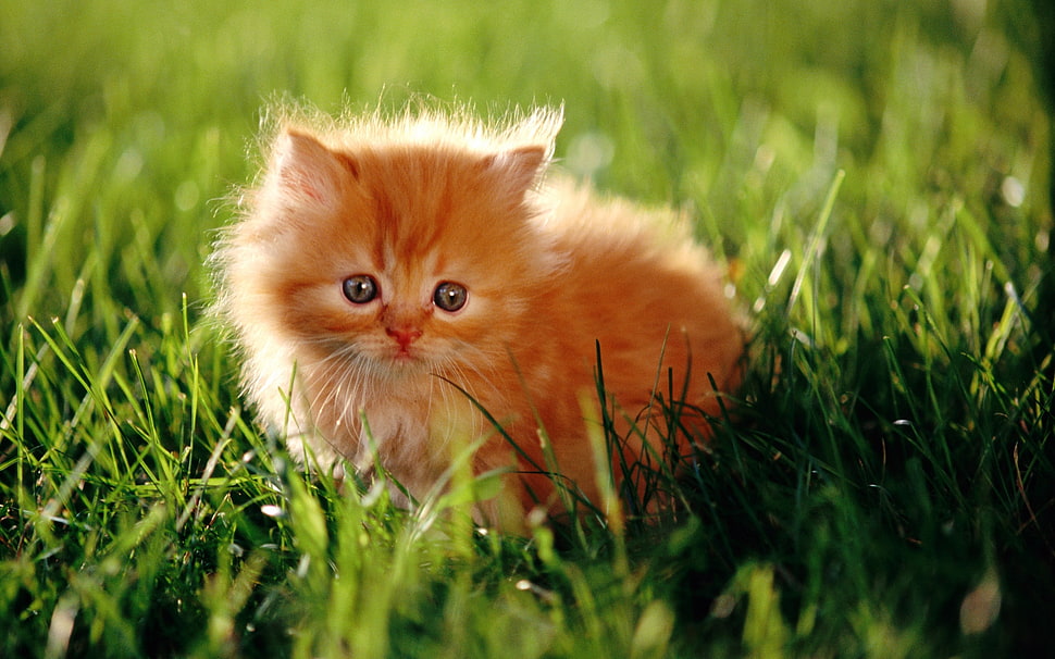 selective focus photo of orange kitten on grass field HD wallpaper