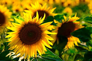 bed of sunflowers HD wallpaper