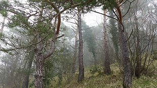 green pine trees, wood, mist, trees, paysage