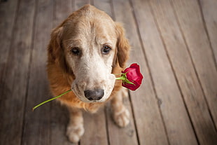 adult golden retriever, dog, animals, rose, flowers