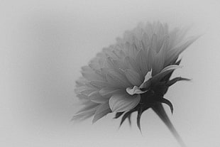 grayscale closeup photography of cluster petaled flower