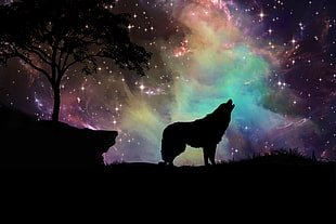 wolf with sky phenomenon silhouette photograph