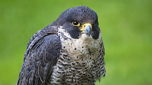 closeup photography of grey and white Falcon