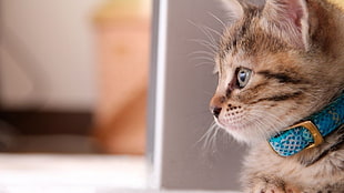 photo of brown tabby kitten