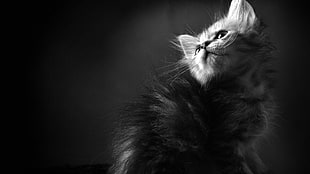 grayscale Persian cat HD wallpaper