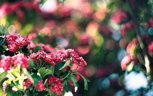 focus photo of red petaled flowers