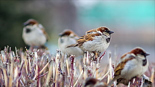 selective focus of sparrow perched on twig
