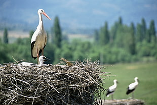 closeup photography of White stork