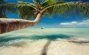 green palm tree, nature, landscape, Caribbean, sea