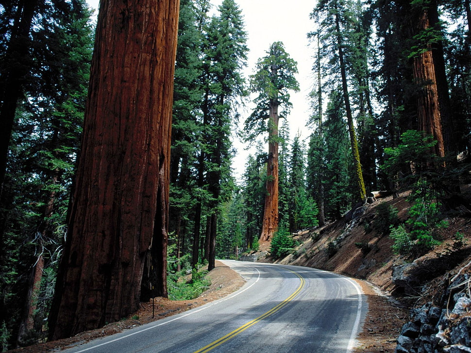 empty road surrounded by trees during daytime HD wallpaper