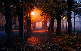 lamp turned on between trees, trees