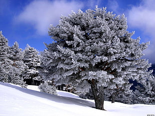 Snowy pine trees HD wallpaper
