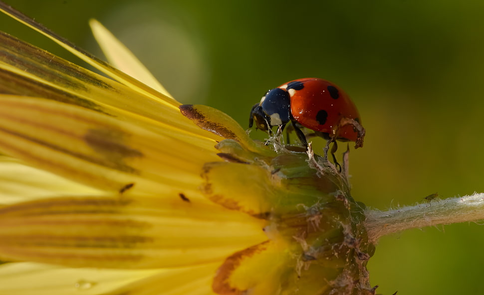 Lady Bug on sunflower in macro photography HD wallpaper