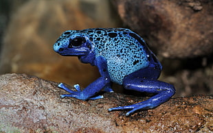 blue frog, nature, animals, frog, poison dart frogs