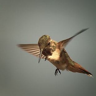 photo of a humming bird flying, hummingbird, allen HD wallpaper
