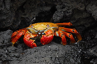 yellow and orange crab photogrpahy HD wallpaper