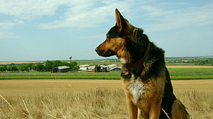 adult German Shepherd at the rural area