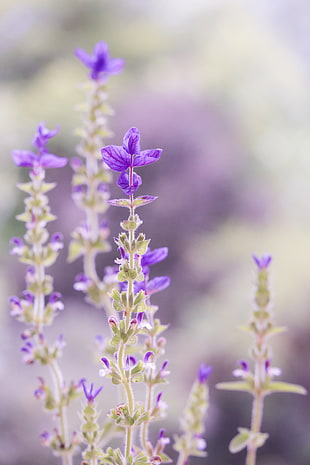 shallow focus photography of purple flower HD wallpaper
