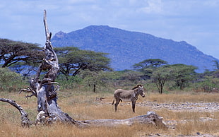 gray Donkey standing near dead tree during daytime