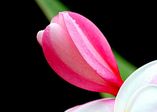 shallow focus photography of pink petal flower HD wallpaper