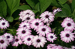 pink-and-white flowers in the garden