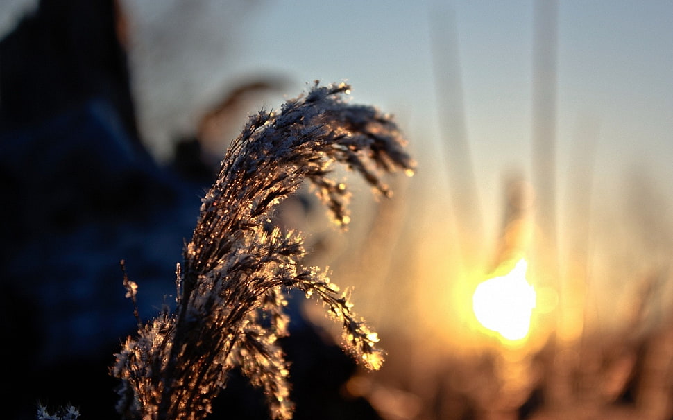 selective focus of plant HD wallpaper