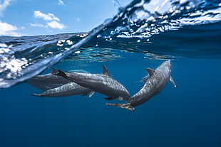 four gray dolphins, dolphin, sea life, underwater, water