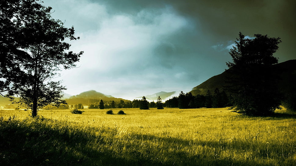 forest digital wallpaper, sky, clouds, landscape, nature HD wallpaper