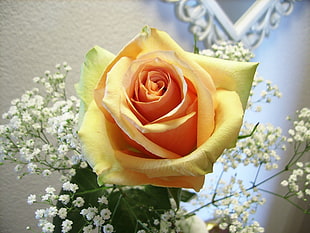 close up photography of yellow rose HD wallpaper