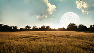brown wheat field under white cloudy sky, field, landscape, Moon, sunlight