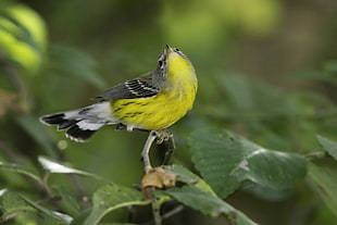 depth of field photography of yellow bird on tree branch, magnolia warbler