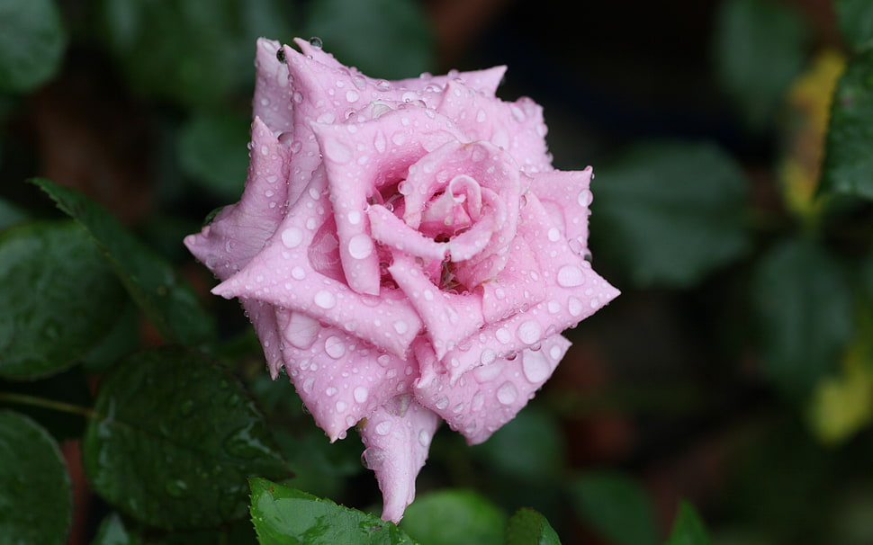 selective focus photography of pink rose with dew HD wallpaper