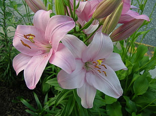 photo of pink petaled flowers with green leaves during day time