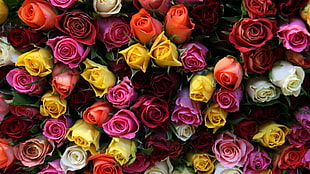 yellow, purple, and pink roses