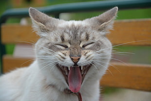 Cat,  Muzzle,  Yawn HD wallpaper