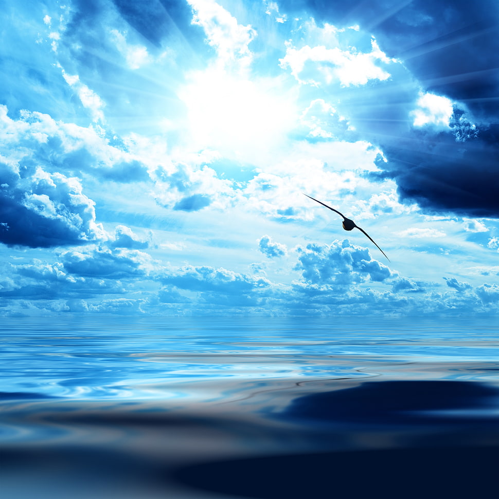 white bird flying during daytime HD wallpaper