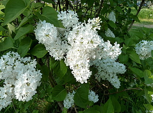 white flowers during daytime