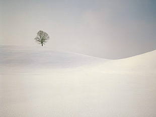 tree on top of snow covered mountain, snow, landscape, winter, trees