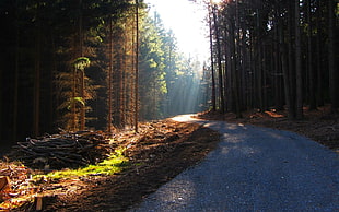 tall trees, forest, road, trees HD wallpaper