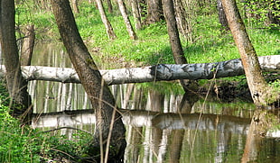 tree log lying above river between two grassy land HD wallpaper