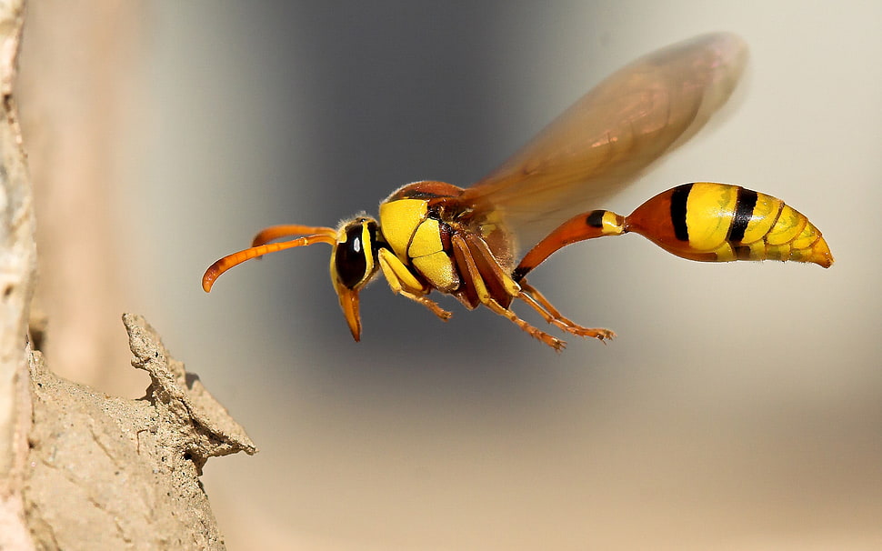 wasp, macro, insect, animals HD wallpaper