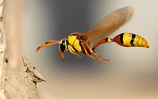 wasp, macro, insect, animals HD wallpaper