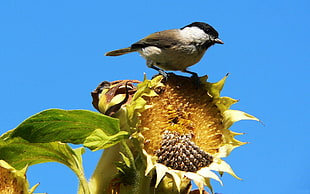 gray and black bird perched on yellow sunflower