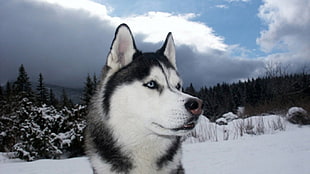 white and black Siberian husky, Siberian Husky , dog