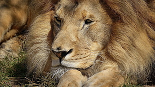 selective color of brown lion HD wallpaper