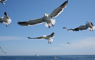 flock of bird flying HD wallpaper