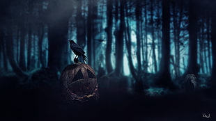 raven on pumpkin at night graphic wallpaper