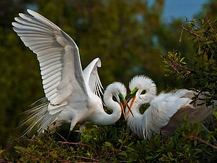 selective photo of two white birds on forest